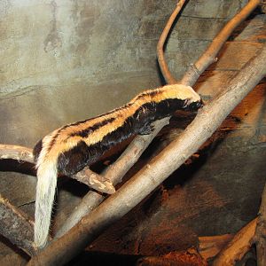 Henry Doorly Zoo 2010 - White-napped Weasel in Kingdoms of the Night