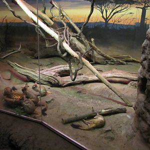 Henry Doorly Zoo 2010 - Springhaas feeding in Kingdoms of the Night