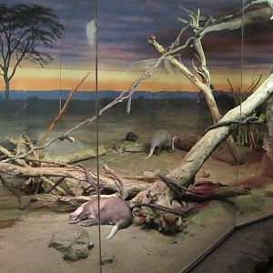 Henry Doorly Zoo 2010 - Small African Mammals in Kingdoms of the Night