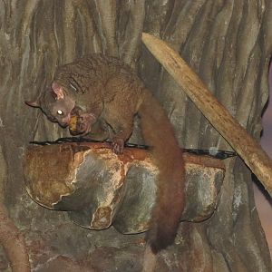 Henry Doorly Zoo 2010 - Greater Bushbaby in Kingdoms of the Night
