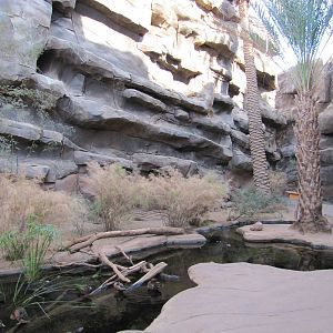Henry Doorly Zoo 2010 - Rock Hyrax exhibit in Desert Dome