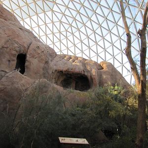 Henry Doorly Zoo 2010 - Yellow-footed Rock Wallaby in Desert Dome