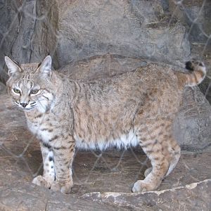 Henry Doorly Zoo 2010 - Bobcat in Desert Dome