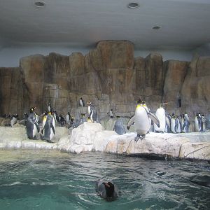 Henry Doorly Zoo 2010 - Inside Penguin exhibit in Kingdoms of the Seas Aqua