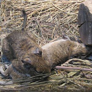 Henry Doorly Zoo 2010 - Degu in Wild Kingdom Pavilion