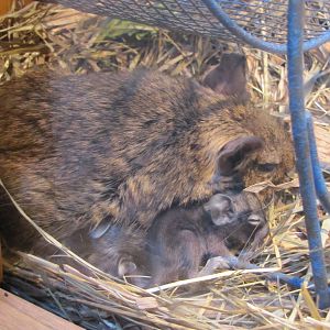 Henry Doorly Zoo 2010 - Degu with young in Wild Kingdom Pavilion
