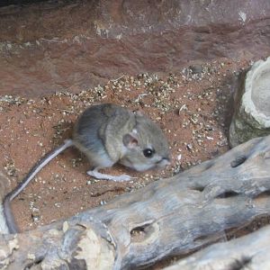 Henry Doorly Zoo 2010 - Kangaroo Rat in Wild Kingdom Pavilion