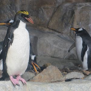 Henry Doorly Zoo 2010 - Macaroni and Gentoo Penguins in Kingdoms of the Sea