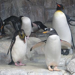 Henry Doorly Zoo 2010 - Macaroni, Gentoo and King Penguins in Kingdoms of t