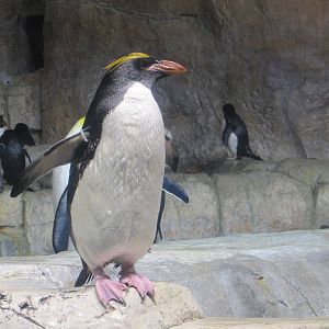 Henry Doorly Zoo 2010 - Macaroni Penguin in Kingdoms of the Seas Aquarium