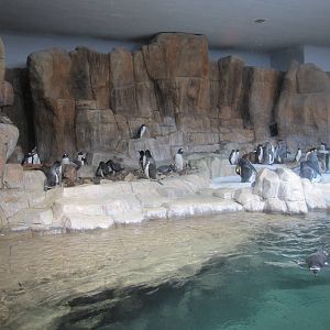 Henry Doorly Zoo 2010 - Inside Penguin exhibit in Kingdoms of the Seas Aqua