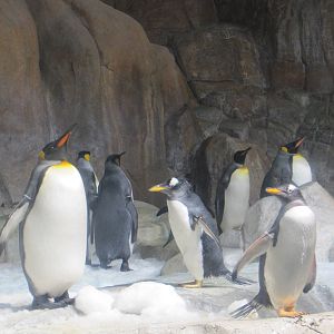Henry Doorly Zoo 2010 - King and Gentoo Penguins in Kingdoms of the Seas Aq