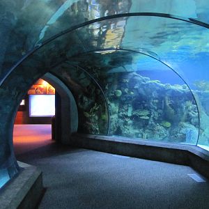 Henry Doorly Zoo 2010 - Shark Tunnel in Kingdoms of the Seas Aquarium