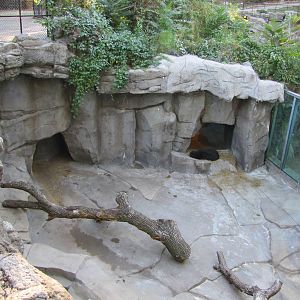 Henry Doorly Zoo 2010 - Spectacled Bear exhibit in Bear Canyon