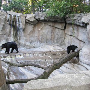 Henry Doorly Zoo 2010 - Right part of American Black Bear exhibit in Bear C