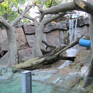 Henry Doorly Zoo 2010 - Malayan Sun Bear exhibit in Bear Canyon