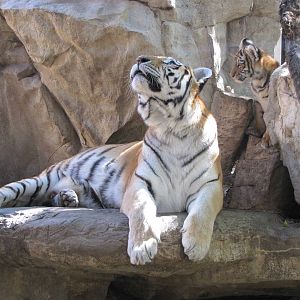 Henry Doorly Zoo 2010 - Amur Tiger and cub in the Cat Complex