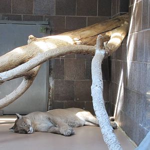 Henry Doorly Zoo 2010 - Cougar in the Cat Complex