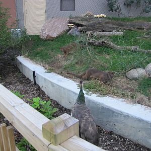 Henry Doorly Zoo 2010 - Foolish Peacock and Fierce Fossa
