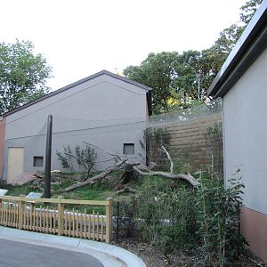 Henry Doorly Zoo 2010 - Fossa exhibit at Expedition Madagascar
