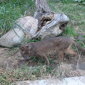 Henry Doorly Zoo 2010 - Fossa in Expedition Madagascar