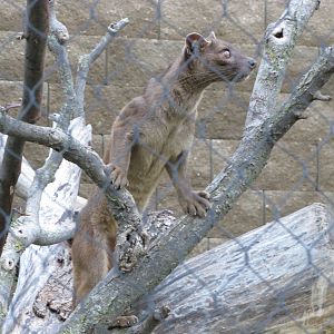 Henry Doorly Zoo 2010 - Fossa in Expedition Madagascar