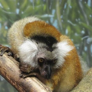 Henry Doorly Zoo 2010 - Black Lemur in Expedition Madagascar