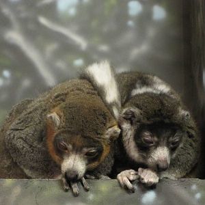 Henry Doorly Zoo 2010 - Mongoose Lemur in Expedition Madagascar