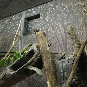 Henry Doorly Zoo 2010 - Mongoose Lemur exhibit in Expedition Madagascar