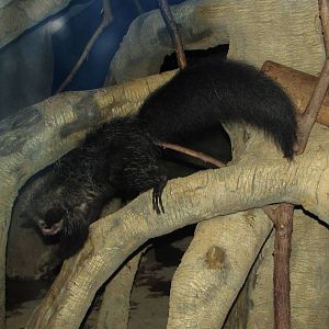 Henry Doorly Zoo 2010 - Aye Aye in Expedition Madagascar