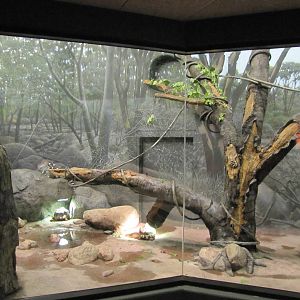 Henry Doorly Zoo 2010 - Part of Ring-tailed Lemur exhibit in Expedition Mad