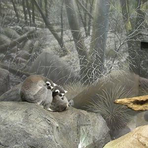 Henry Doorly Zoo 2010 - Ring-tailed Lemurs in Expedition Madagascar