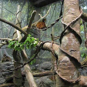Henry Doorly Zoo 2010 - Mixed Lemur exhibit in Expedition Madagascar