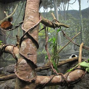 Henry Doorly Zoo 2010 - Mixed Lemur exhibit in Expedition Madagascar