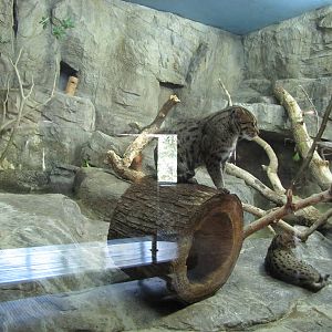 Henry Doorly Zoo 2010 - Fishing Cats in the Cat Complex