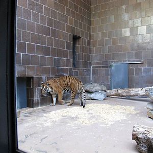 Henry Doorly Zoo 2010 - Malayan tiger in the Cat Complex