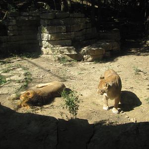 Henry Doorly Zoo 2010 - African Lions in the Cat Complex