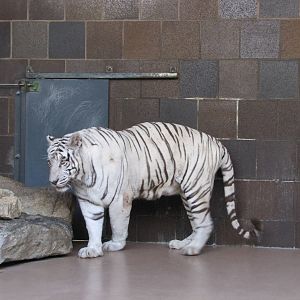 Henry Doorly Zoo 2010 - White Tiger in the Cat Complex