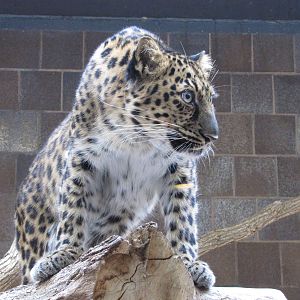 Henry Doorly Zoo 2010 - Amur Leopard in the Cat Complex