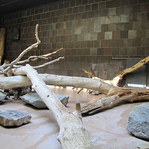 Henry Doorly Zoo 2010 - Snow Leopard exhibit in the Cat Complex