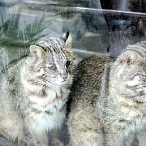 Seoul Zoo - Korean leopard cat.