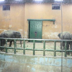 Seoul Zoo - Asian Elephant indoor exhibit
