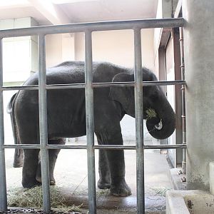 Asian Elephant indoor exhibit.