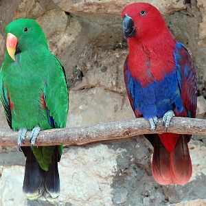 Eclectus roratus roratus  / Grand eclectus parrot (pair)