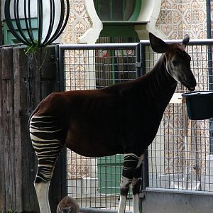 Okapi (Okapia johnstoni) female Sofie and Maxwell's duiker (Philantomba max