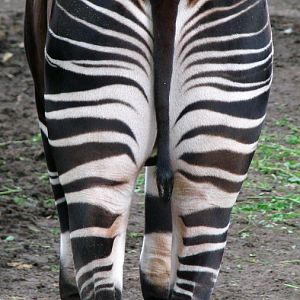 Okapia johnstoni  / Okapi  (male Bondo ISB-531)