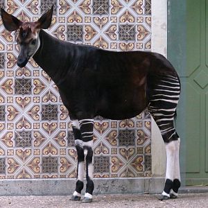 Okapia johnstoni / Okapi  (male Jabari ISB-636)