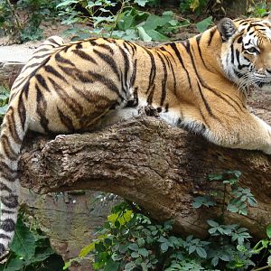 Panthera tigris altaica / Amur tiger (female)