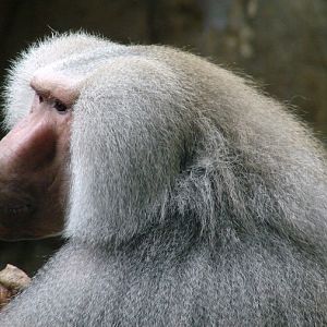 Papio hamadryas / Hamadryas baboon (male)