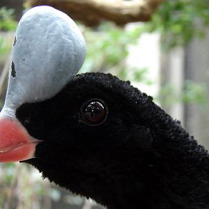 Pauxi pauxi / Northern helmeted curassow (male)